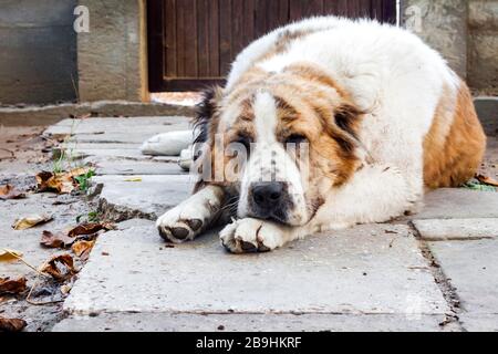 Schlafender Hund ruht seinen Kopf auf den Pfoten. Rasse Zentralasiatischer Hirte (Alabai) Stockfoto