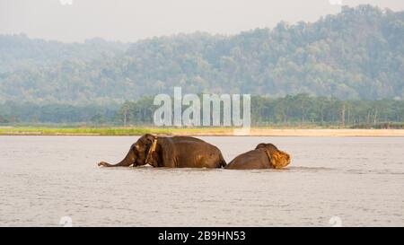 Elefanten, die im Chitwan-Nationalpark, Nepal, baden Stockfoto