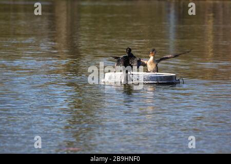 Zwei Kormorane kämpfen um und Insel in einem Teich. Der heftige Kampf verursacht Bewegungsunschärfe. Stockfoto