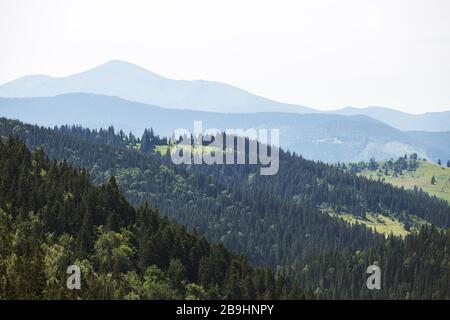 Grüne Kaprathische Berge Landschaft Kiefernwald. Wandern in der Ukraine. Blick vom Berg Homyak Stockfoto