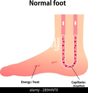 Abbildung: Normale Durchblutung des Fußes Stock Vektor