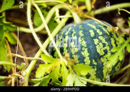 Grüne Wassermelone, die im Garten wachsen, schließen sich an Stockfoto
