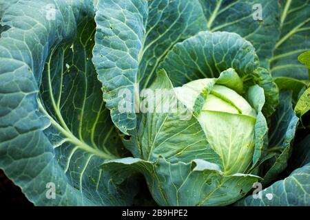 Großer Frischkohl im Gartenscheitel Stockfoto