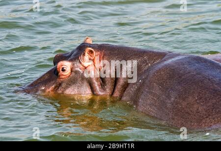 Ein aufmerksames Hippo verfolgt das Kreuzfahrtschiff vorsichtig, da es still auf eine Schote von Hippopotamus driftet, die während der Hitze des Tages ruht Stockfoto