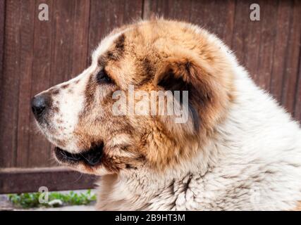 Profilporträt Zentralasiatischer Hirte (Alabai) Stockfoto