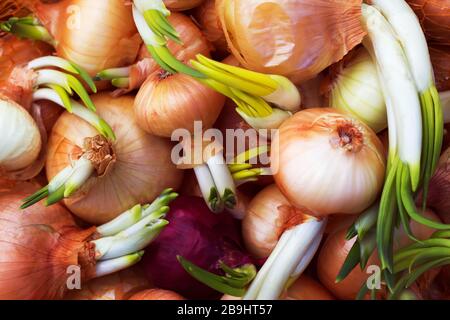 Goldene Zwiebeln mit grünen Sprossen. Draufsicht von oben. Geringe Schärfentiefe Stockfoto
