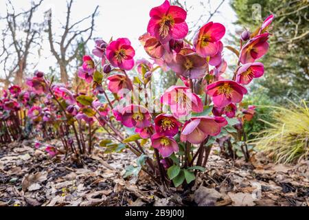 Helleborus Rodney Davey Marbled Group, Purple 'Ann's Red', Hellebore oder Christmas Rose, Blüte im RHS Garden, Wisley, Surrey, Südostengland Stockfoto