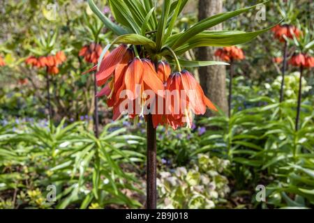 Hohe rote Fritillaria imperialis, krönender imperialer Fritillary, "Rubra" mit großen glockenförmigen Blumen, die im Frühjahr in RHS Garden, Wisley, Surrey blühen Stockfoto
