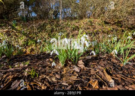 Nahaufnahme von einem tief verschneiten Schnee, Galanthus 'Magnet', das im Winter in RHS Gardens, Wisley, Surrey, Südostengland wächst und blüht Stockfoto