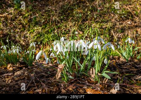 Nahaufnahme von einem tief verschneiten Schnee, Galanthus 'Magnet', das im Winter in RHS Gardens, Wisley, Surrey, Südostengland wächst und blüht Stockfoto