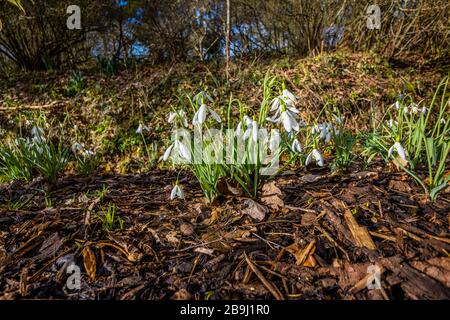 Nahaufnahme von einem tief verschneiten Schnee, Galanthus 'Magnet', das im Winter in RHS Gardens, Wisley, Surrey, Südostengland wächst und blüht Stockfoto