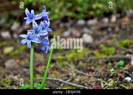 Blauer Hyazinthe, der in meinem Garten vor dem Hof wächst Stockfoto