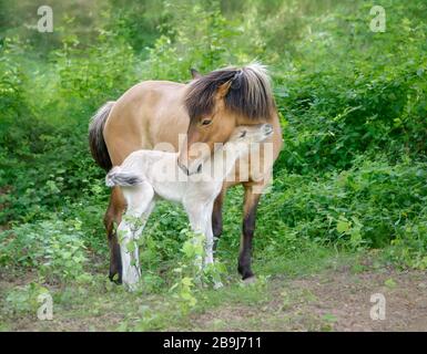 Islandpferde, Stute mit jungem Fohlen nebeneinander vor grünen Büschen und Kuscheln, die Mutter wendet sich vorsichtig ihrem niedlichen Baby zu Stockfoto