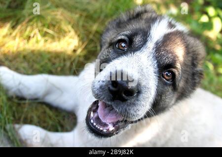 Zentralasiatischer Shepherd Welpe Stockfoto