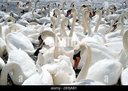 In Dorset, England, versammelt sich eine riesige Schar von Schwänen am See. Stockfoto