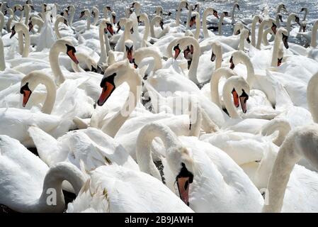 In Dorset, England, versammelt sich eine riesige Schar von Schwänen am See. Stockfoto