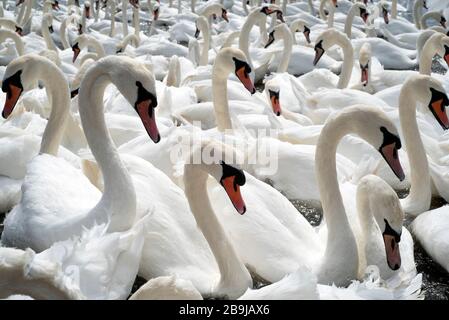 In Dorset, England, versammelt sich eine riesige Schar von Schwänen am See. Stockfoto