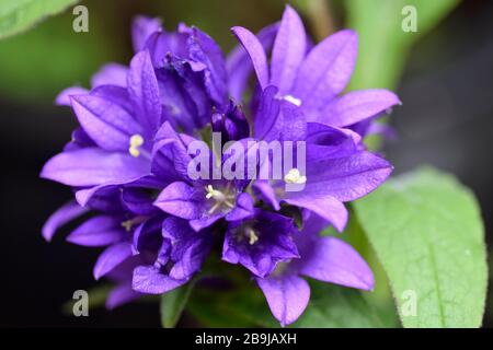 gruppierte Glockenblume Stockfoto