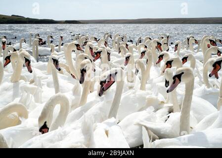 In Dorset, England, versammelt sich eine riesige Schar von Schwänen am See. Stockfoto