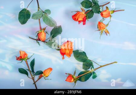 Orangefarbene rote Rosen im Bad schwimmend im Wasser, bunte Lichtreflexion. Stockfoto