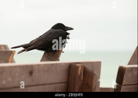 Schwarze Krähe auf Holzpfosten, die einen Teil der Küstenroyne entlang der britischen Küste bildeten. Stockfoto
