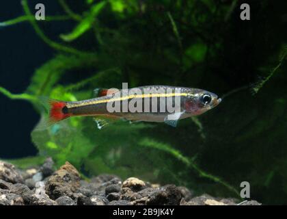 White Cloud Mountain Minnow, Tanichthys albonubes Stockfoto