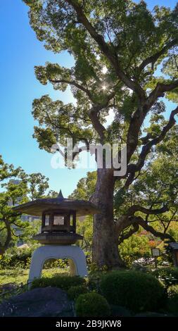 Steinlaterne und Kiefernbaum, wobei die Sonne durch Äste glintet. Stadt Kanazawa, Präfektur Ishikawa, Japan. Stockfoto