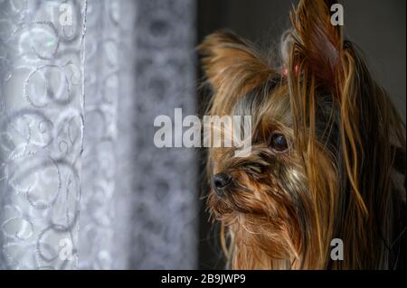 Nahaufnahme des Porträts der jungen Welpen aus Yorkshire Terrier, die während des sonnigen Tages Fenster vom Haus aus betrachtet haben. Schöne Haustiere pflegen zu Hause Konzept. Stockfoto