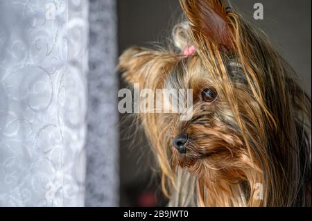 Nahaufnahme des Porträts der jungen Welpen aus Yorkshire Terrier, die während des sonnigen Tages Fenster vom Haus aus betrachtet haben. Schöne Haustiere pflegen zu Hause Konzept. Stockfoto