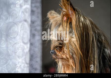 Nahaufnahme des Porträts der jungen Welpen aus Yorkshire Terrier, die während des sonnigen Tages Fenster vom Haus aus betrachtet haben. Schöne Haustiere pflegen zu Hause Konzept. Stockfoto