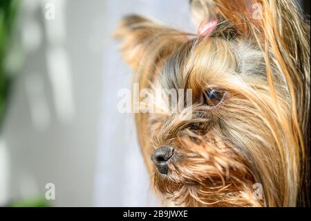 Nahaufnahme des Porträts der jungen Welpen aus Yorkshire Terrier, die während des sonnigen Tages Fenster vom Haus aus betrachtet haben. Schöne Haustiere pflegen zu Hause Konzept. Stockfoto