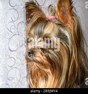 Nahaufnahme des Porträts der jungen Welpen aus Yorkshire Terrier, die während des sonnigen Tages Fenster vom Haus aus betrachtet haben. Schöne Haustiere pflegen zu Hause Konzept. Stockfoto