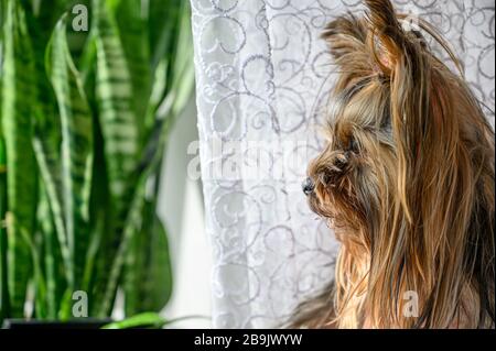 Nahaufnahme des Porträts der jungen Welpen aus Yorkshire Terrier, die während des sonnigen Tages Fenster vom Haus in der Nähe der Fensterpflanze betrachten. Schöne Haustiere sind sehr pflegeleicht. Stockfoto