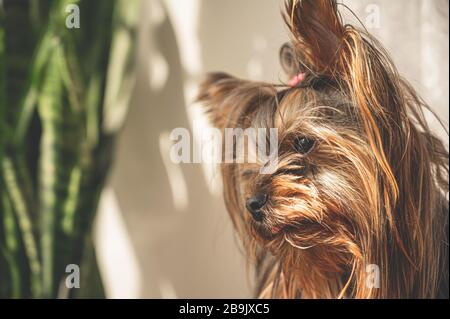 Nahaufnahme des Porträts der jungen Welpen aus Yorkshire Terrier, die während des sonnigen Tages Fenster vom Haus in der Nähe der Fensterpflanze betrachten. Schöne Haustiere sind sehr pflegeleicht. Stockfoto