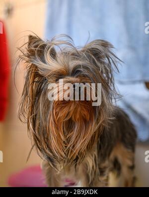 Nahaufnahme des Porträts der jungen Welpen aus Yorkshire Terrier, bevor sie duschen. Schöne Haustiere pflegen zu Hause Konzept. Stockfoto