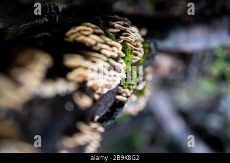 Detail von Moos und Pilzen wachsen auf der Seite des Baumes im Wald Stockfoto