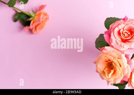 Rahmenkarte aus natürlichem Blumenstrauß frisch gepflückter Rosen Blumen auf pastellrosa Hintergrund. Stockfoto