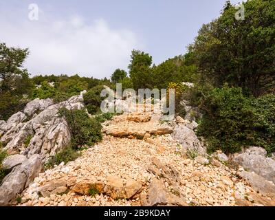 Weg nach Cala Goloritzé, der zum berühmten Strand führt. Auf dem Weg gibt es eine Reihe majestätischer und uralter Steineichen. Stockfoto