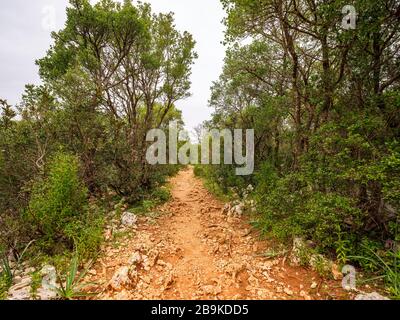 Weg nach Cala Goloritzé, der zum berühmten Strand führt. Auf dem Weg gibt es eine Reihe majestätischer und uralter Steineichen. Stockfoto