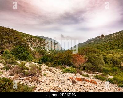 Weg nach Cala Goloritzé, der zum berühmten Strand führt. Auf dem Weg gibt es eine Reihe majestätischer und uralter Steineichen. Stockfoto