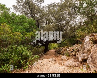 Majestätische und uralte Steineiche auf dem Trekkkingweg nach Cala Goloritzé, die zum berühmten Strand führt Stockfoto