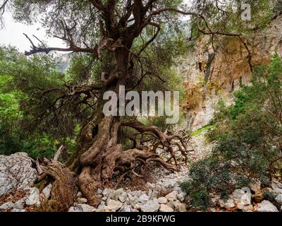 Majestätische und uralte Steineiche auf dem Trekkkingweg nach Cala Goloritzé, die zum berühmten Strand führt Stockfoto