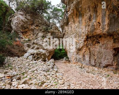 Detail des Pfades nach Cala Goloritzé, der zum berühmten Strand führt. Auf dem Weg gibt es eine Reihe majestätischer und uralter Steineichen. Stockfoto