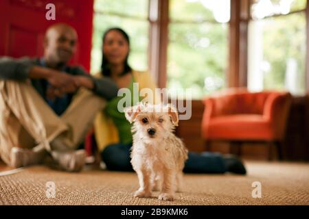Porträt eines jungen Welpen mit seinen beiden Besitzern im Hintergrund. Stockfoto
