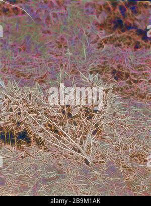 Kenia Kolonie. Plantagen in Kenia Kolonie. Nahaufnahme von einem Kaffee Niederlassung in Obst. 1936, Kenia Stockfoto