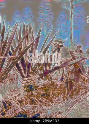 Plantagen in Kenia Kolonie. Sisal Ernte. Close Up. 1936, Kenia Stockfoto