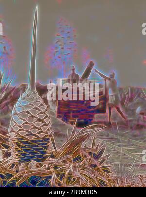 Plantagen in Kenia Kolonie. Nahaufnahme eines Sisal Anlage nach dem Schneiden. 1936, Kenia Stockfoto