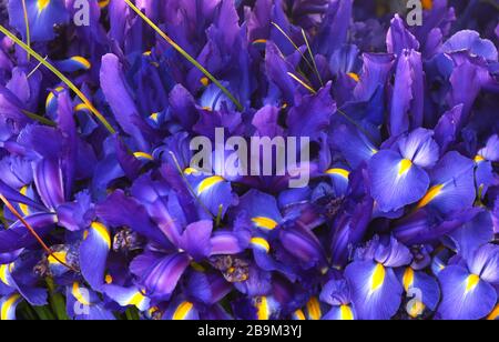 Violetter Irishintergrund. Federkonzept. Violettblauer Irishintergrund. Stockfoto