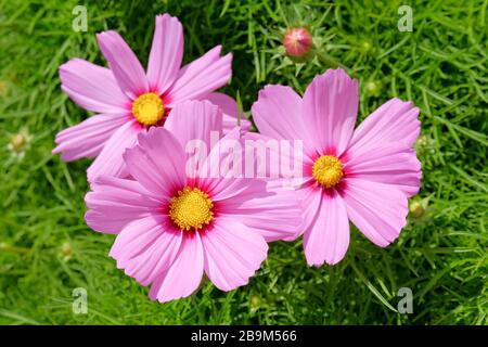 Cosmos bipinnatus 'Razzmatazz gemischt'. Nahaufnahme von drei lila rosafarbenen Blumen Stockfoto