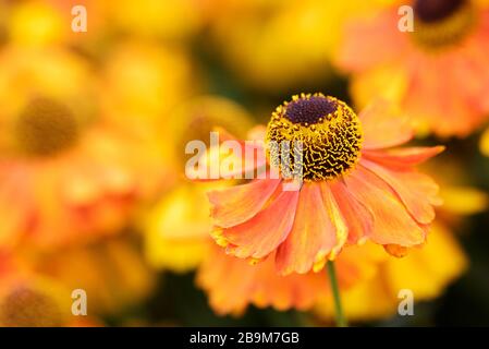 Nahaufnahme einer einzigen Blüte von Helenium 'Sahin's Early Flowerer'. Sneezeweed 'Sahin's Early Flowerer' Stockfoto